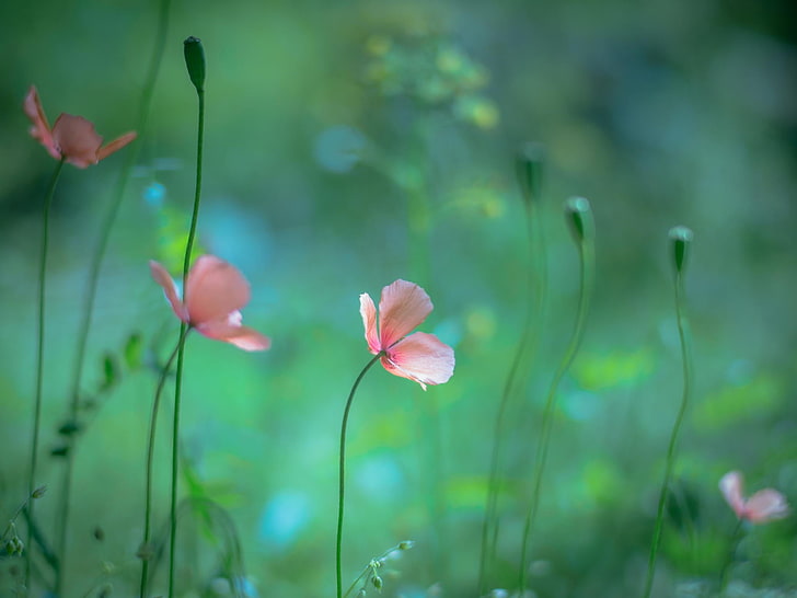 fotografi fokus bunga petaled pink, makro, tanaman, bunga, Wallpaper HD