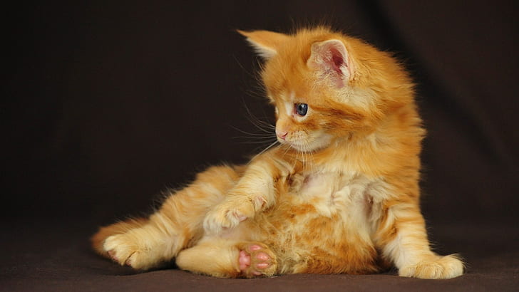 kitty, red, sitting, Maine Coon, HD wallpaper
