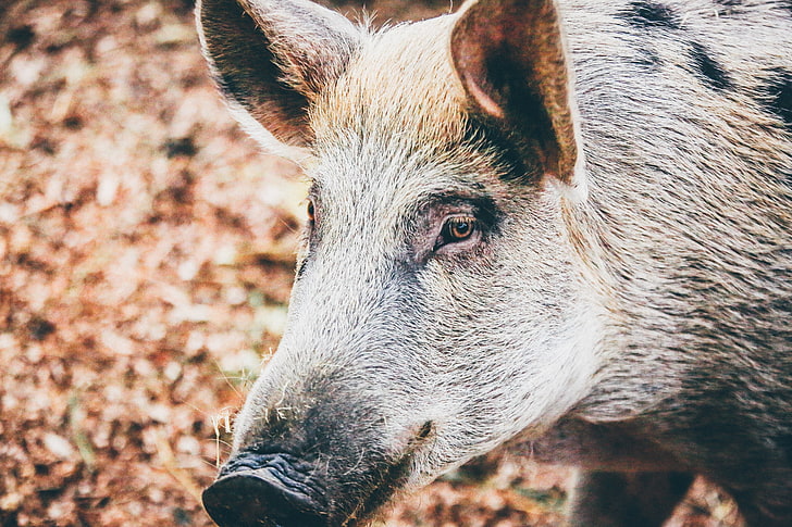 gray piglet, wild pig, muzzle, eyes, HD wallpaper