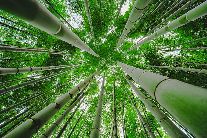 zielone bambusowe drzewa w robakach zobacz fotografia, bambus, patrząc w górę, leśna zieleń, zielony bambus, drzewa, robaki, widok, fotografia, Kawawa, cho, Yokohama, FE, 35mm, F4, ZA, OSS, brzęk, Sony, roślina, Japonia , ILCE-7M2, natura, bambus - roślina, las, bambusowy gaj, zielony kolor, wzrost, drzewo, liść, na zewnątrz, azja, Tapety HD