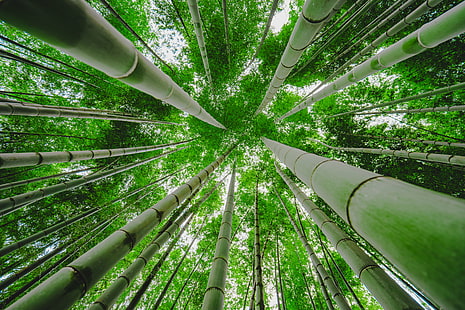 green bamboo trees in worms view photography, bamboo, Looking up, forest  green, green bamboo, trees, worms, view, photography, Kawawa, cho, Yokohama, FE, 35mm, F4, ZA, OSS, jangle, Sony, plant, Japan, ILCE-7M2, nature, bamboo - Plant, forest, bamboo Grove, green Color, growth, tree, leaf, outdoors, asia, HD wallpaper HD wallpaper