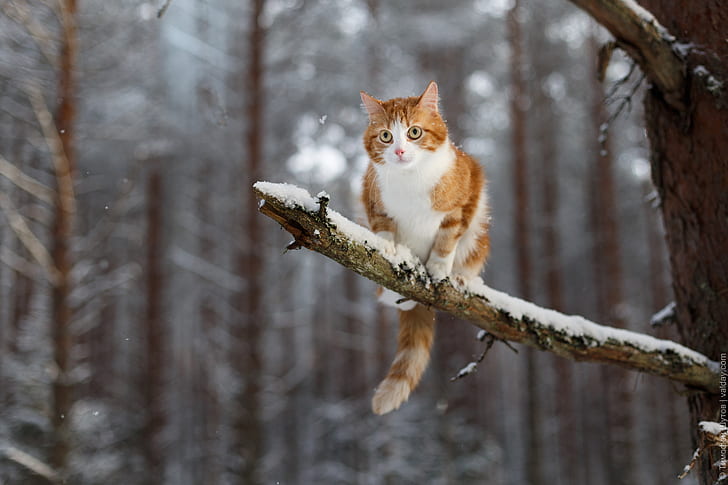 cabang, kucing, musim dingin, binatang, salju, Wallpaper HD