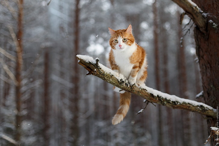 winter, snow, animals, cat, branch, HD wallpaper