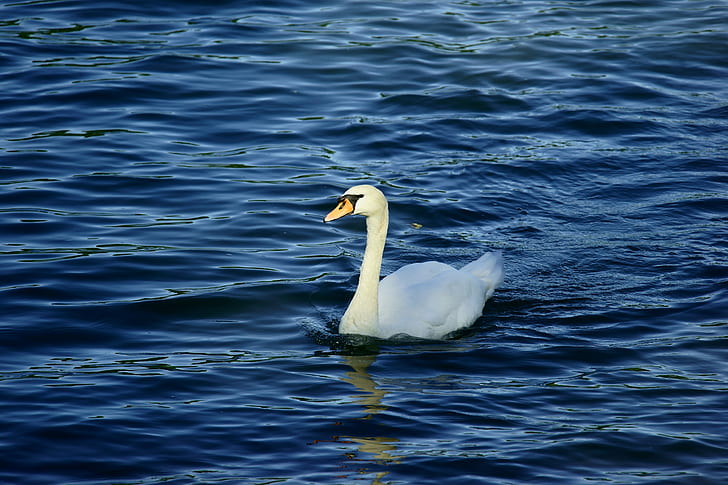 бял лебед върху синьо водно тяло, бял лебед, син, водно тяло, Rhein, Altrhein, Natur, FE, OSS, Sony_Alpha, птица, лебед, природа, езеро, животно, вода, дива природа, езерце, HD тапет