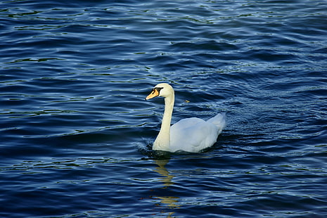 white swan on blue body of water, white swan, blue, body of water, Rhein, Altrhein, Natur, FE, OSS, Sony_Alpha, bird, swan, nature, lake, animal, water, wildlife, pond, HD wallpaper HD wallpaper