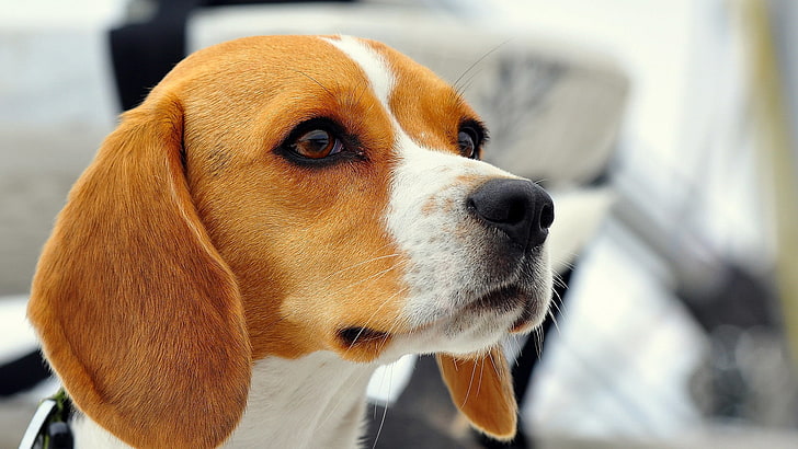 hound, animals, hunting dog, beagle, dog, foxhound, walker hound, canine, english foxhound, domestic animal, basset, animal, HD wallpaper