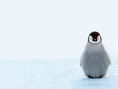 かわいい赤ちゃんペンギン、動物、冬、雪、かわいい赤ちゃんペンギン、動物、冬、雪、 HDデスクトップの壁紙 HD wallpaper
