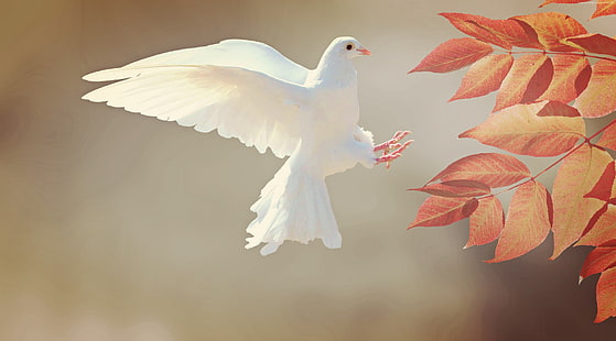 dove, bird, 4k, HD wallpaper HD wallpaper