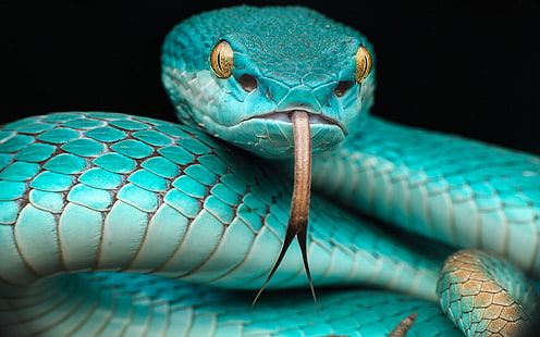 Trimeresurus Albolabris Insularis Reptile Serpiente venenosa azul japonesa en Indonesia y Timor Oriental Fondos de pantalla HD para teléfonos móviles de escritorio y portátiles 3840 × 2400, Fondo de pantalla HD HD wallpaper