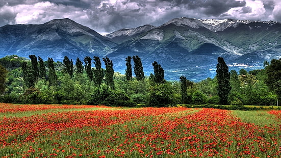 bosque, flores, naturaleza, paisaje, rojas, Fond d'écran HD HD wallpaper