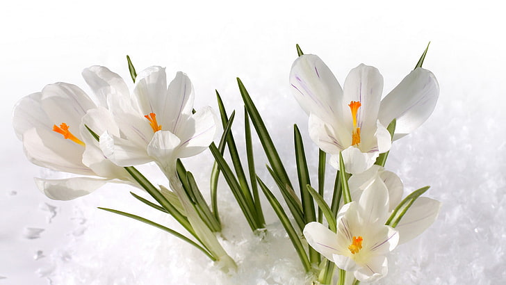 Branco, flor, margarida, flor, pétala, flor, planta, primavera, flores, HD  papel de parede | Wallpaperbetter