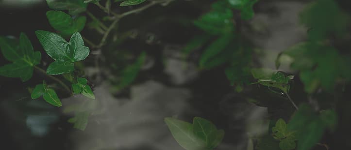 растения, листа, ултраширок, широк екран, HD тапет HD wallpaper