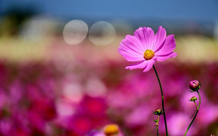 Flower Macro Bokeh HD, fioletowy kwiat rumianku, natura, kwiat, makro, bokeh, Tapety HD
