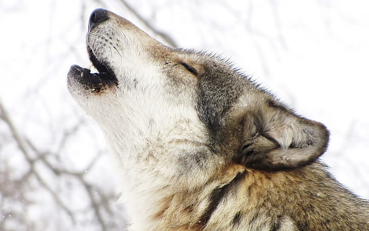 늑대 하울, 흰색과 짖는 늑대, 눈, 늑대, 하울링, 겨울, 동물, HD 배경 화면