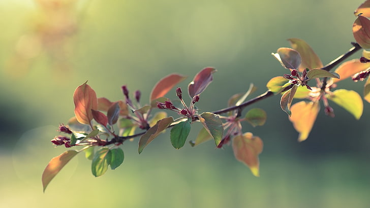 pink and green leaf plant, twigs, grass, apples, leaves, flowers, HD wallpaper