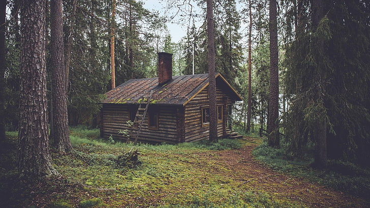 кафява дървена кабина, гора, борови дървета, каюта, HD тапет