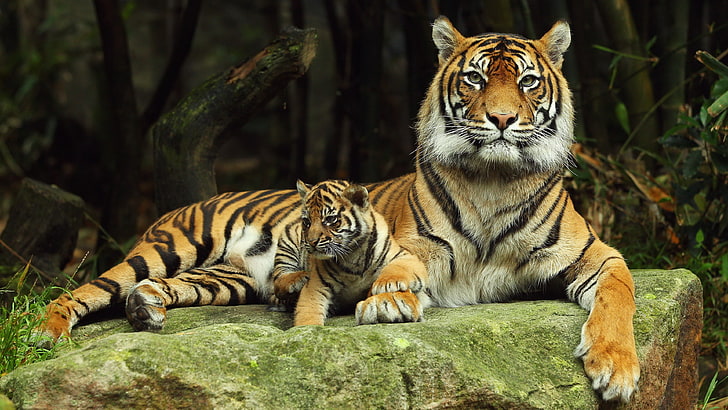 mother tiger and cub, HD wallpaper