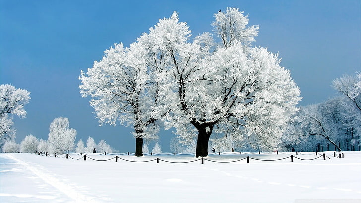 snötäckt trädfoto, snö, träd, vinter, HD tapet