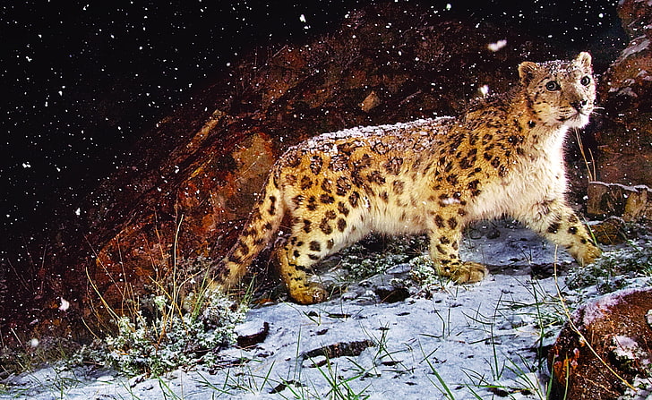 Snow Leopard Flurries, adult leopard, Animals, Wild, Leopard, Snow, Flurries, snow leopard, wild animal, HD wallpaper