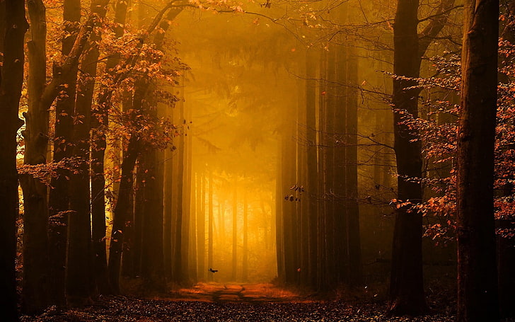 árboles de hojas marrones, camino en el bosque, paisaje, naturaleza, bosque, camino, hojas, árboles, niebla, luz solar, otoño, oro, cuento de hadas, Fondo de pantalla HD