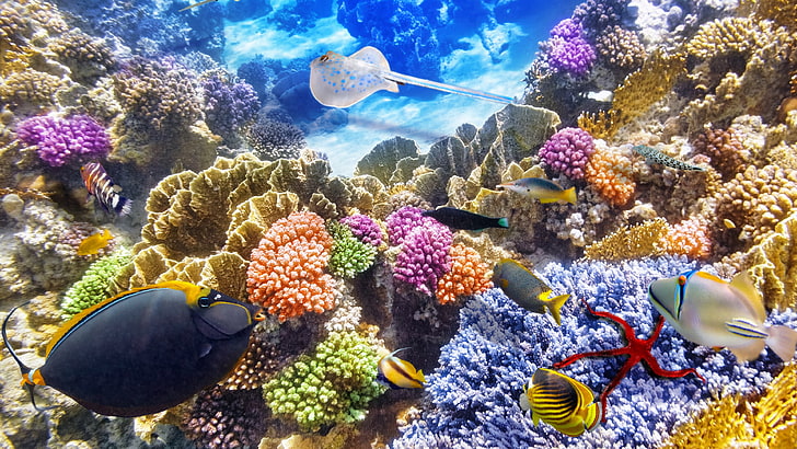พื้นหลังปะการัง, วอลล์เปเปอร์ HD