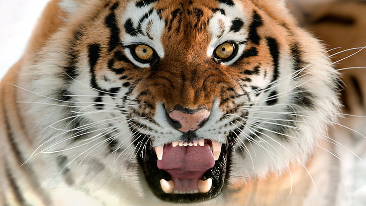 shallow focus on brown, black, and white tiger, Tiger, Muzzle, Grin, Amur Tiger, portrait, HD wallpaper
