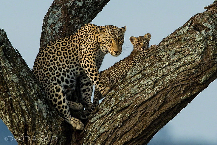 two leopards, big cat, leopard, trunk, wood, HD wallpaper