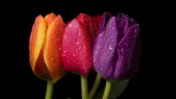 Цветы Макро Water Drops HD, природа, макро, цветы, вода, капли, HD обои