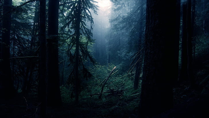 Nature Trees Forest Dark HD, forest photo, nature, trees, forest, dark, HD wallpaper