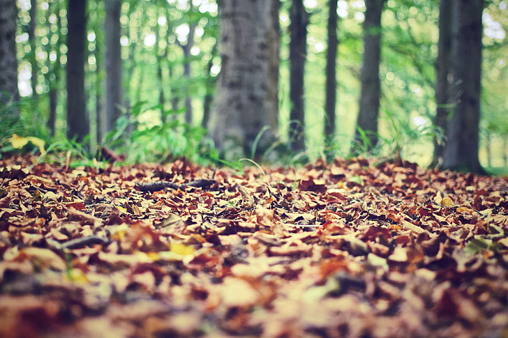 autumn, fall, foliage, forest, ground, leaves, nature, HD wallpaper