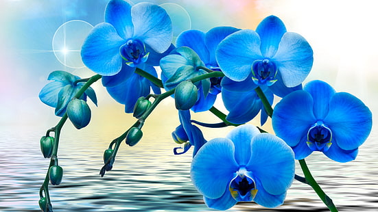 Orchids, blue flowers, phalaenopsis, water, Orchids, Blue, Flowers, Phalaenopsis, Water, HD wallpaper HD wallpaper