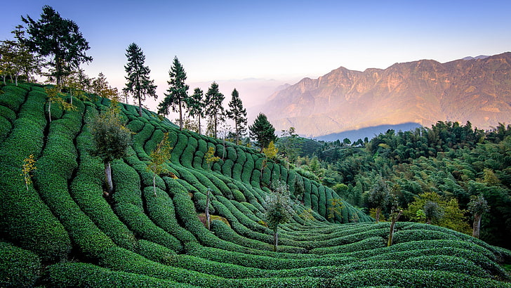 природа, чайное поле, станция холма, пустыня, чайная плантация, гора, плантация, сельское хозяйство, урожай, холм, пейзаж, китай, азия, HD обои