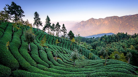 natureza, campo de chá, estação de montanha, região selvagem, plantação de chá, montanha, plantação, agricultura, colheita, colina, paisagem, ásia, HD papel de parede HD wallpaper