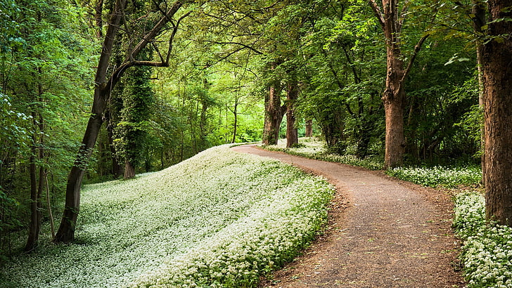 green trees, wood, footpath, path, greens, summer, HD wallpaper