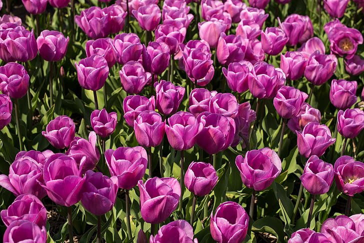 pink Tulips closeup photo at daytime, tulips, Happy, Tulips, pink, closeup, photo, daytime, flora, landscape, countryside, farm, agriculture, spring, purple, flowers, Holland, Netherlands, Leica  M, M  240, tulip, nature, springtime, plant, flower, pink Color, summer, flower Head, freshness, multi Colored, flowerbed, HD wallpaper