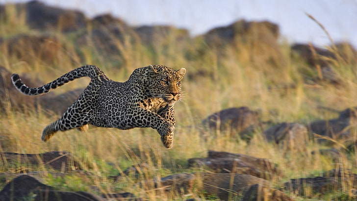 brown and black leopard, leopard, grass, run, jump, shoot, HD wallpaper