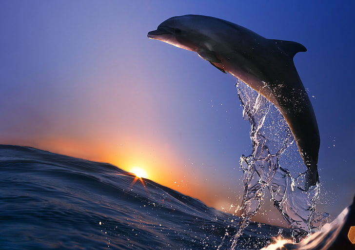 czarny delfin, morze, tryskacz, delfin, ocean, zwierzę, skok, Tapety HD