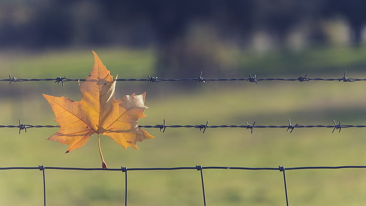 leaves, fence, barbed wire, fallen leaves, outdoors, HD wallpaper