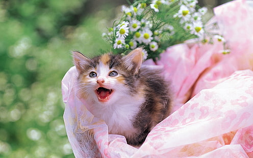 czarny, biały i brązowy kot perkalowy, kotek, cętkowany, biały, kwiaty, niemowlę, Tapety HD HD wallpaper