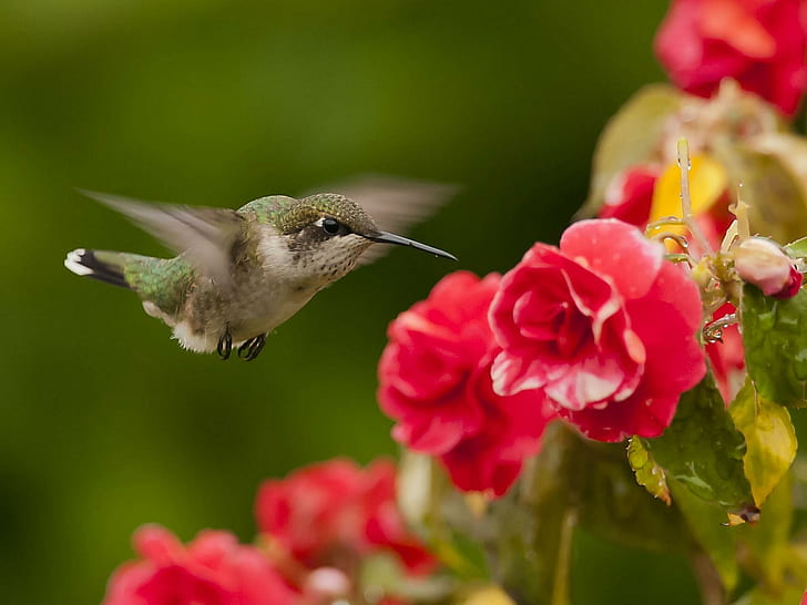 *** Colibrí En Flores ***, colibrí verde y gris, pájaro, animales, animales, pájaros, colibrí, flores, Fondo de pantalla HD