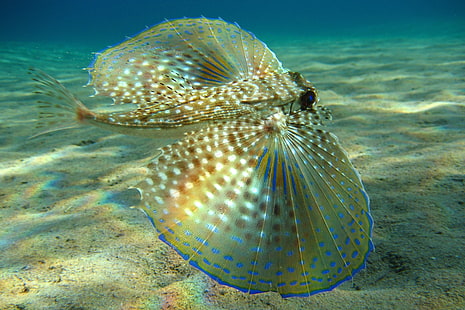 braune und weiße Perlen Anhänger, Fisch, Unterwasser, exotisch, Meer, HD-Hintergrundbild HD wallpaper