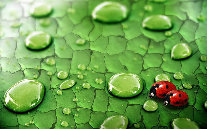 Hoja verde, gotas de agua, rocío, insectos, mariquitas, 2 mariquitas, verde, hoja, agua, gotas, rocío, insectos, mariquitas, Fondo de pantalla HD