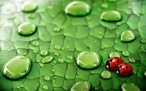 Foglia verde, gocce d'acqua, rugiada, insetti, coccinelle, 2 coccinelle, verde, foglia, acqua, gocce, rugiada, insetti, coccinelle, Sfondo HD HD wallpaper