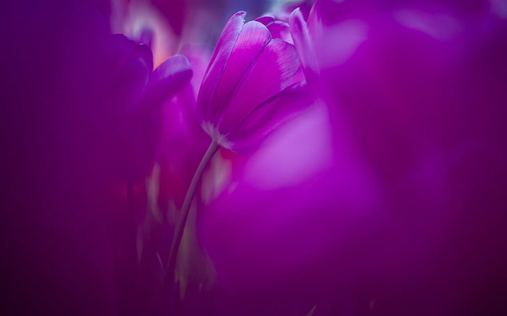 flores, natureza, tulipas, flores roxas, HD papel de parede
