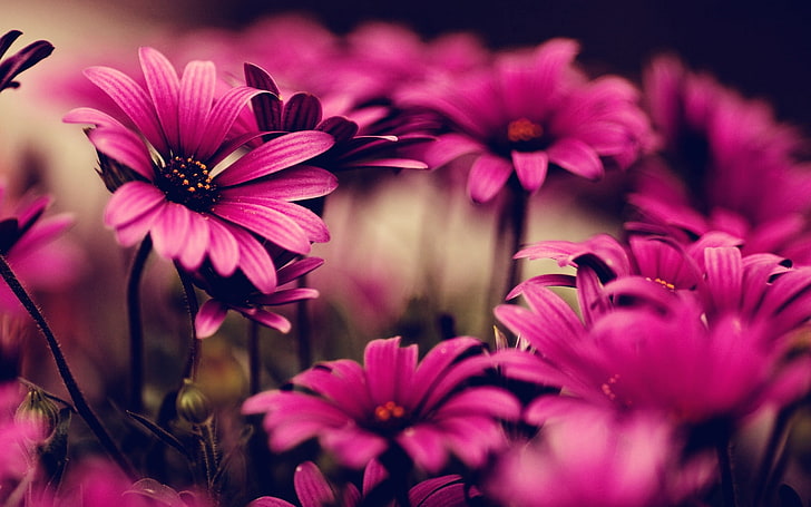 лилави цветя, цветя, венчелистчета, розови, HD тапет