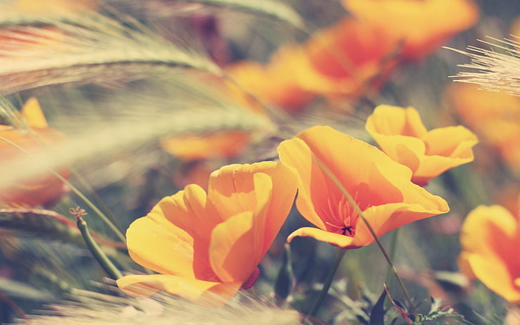 オレンジ色の花、黄色い花、花、マクロ、自然、植物の浅いフォーカス写真、 HDデスクトップの壁紙