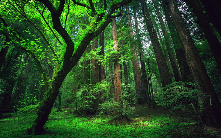 лес, природа, дождь, дерево, HD обои