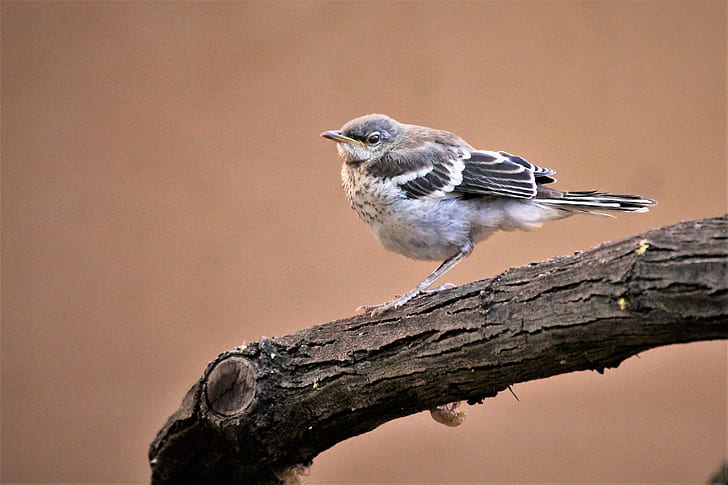 นกสีขาวและสีเทาบนกิ่งไม้ตอนกลางวันนกธรรมชาติสัตว์สัตว์ป่าจะงอยปากสาขา, วอลล์เปเปอร์ HD