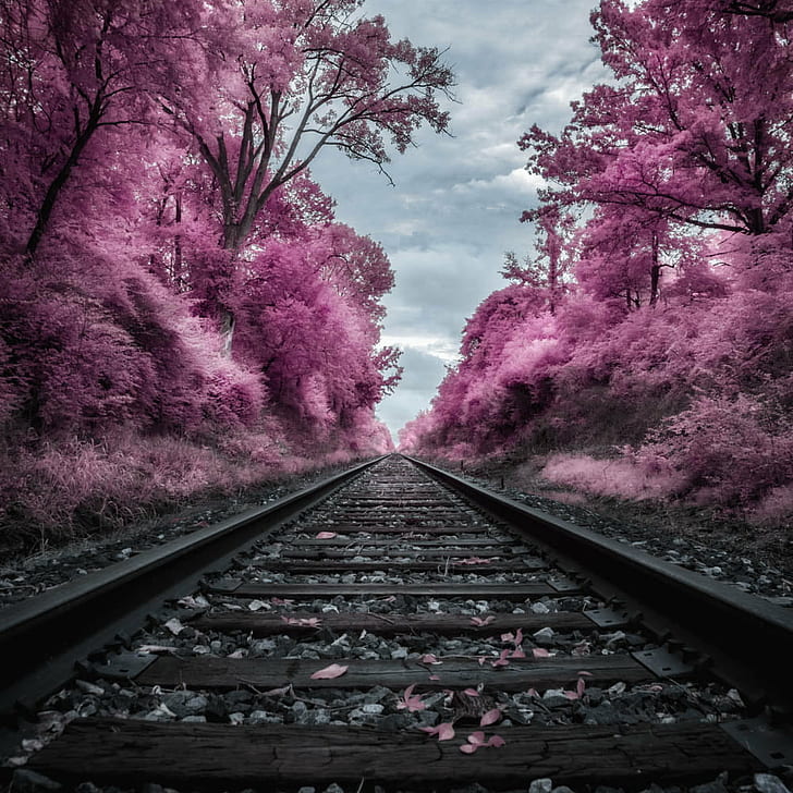 лилаво дърво от страната на влаковата релса, вземете ме вкъщи, лилаво, листо, дърво, релса, влакови релси, Илинойс, падане, небе, драма, железопътна линия, транспорт, природа, HD тапет