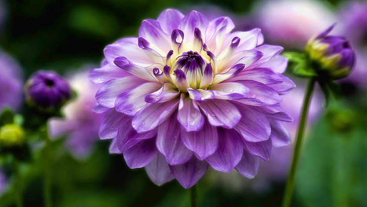 Dahlia Flower Plants Purple Flowers Datorer HD Desktop Wallpapers för 4K Ultra HD TV 3840 × 2160, HD tapet
